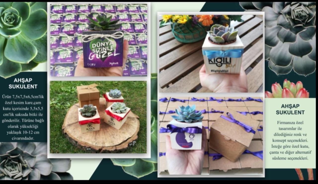 TT Ahşap Kutulu Canlı Sukulent Çam Kutu İçerisinde